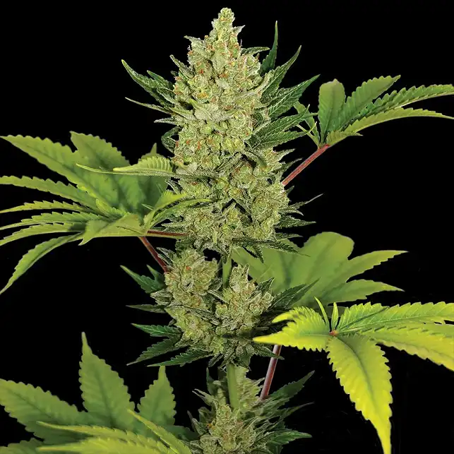 Blue Cheese Auto Barneys Farm 4