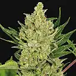 Blue Cheese Auto Barneys Farm