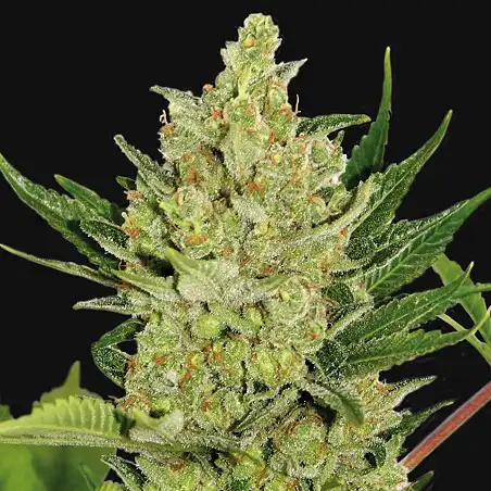 Blue Cheese Auto Barneys Farm