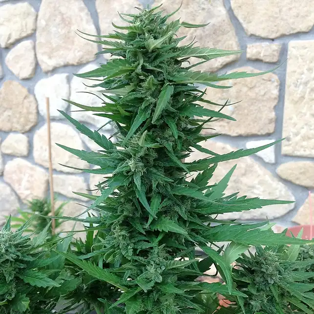 Blue Cheese Auto Barneys Farm 1