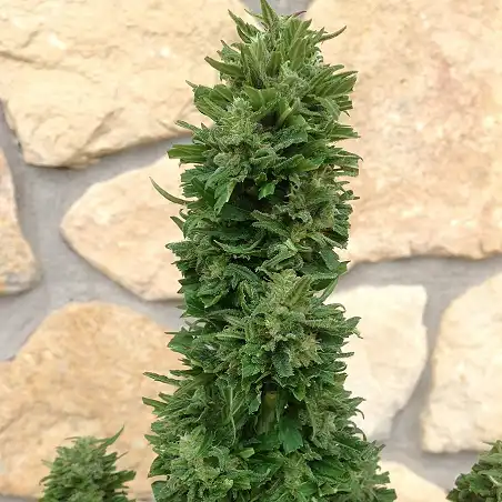 Blue Cheese Auto Barneys Farm 2