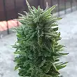 Blue Cheese Auto Barneys Farm 3