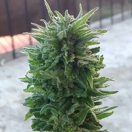 Blue Cheese Auto Barneys Farm 3