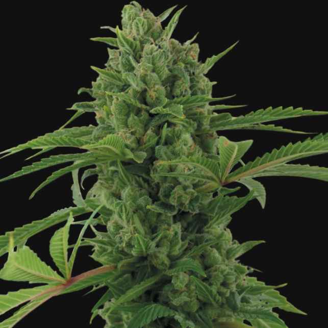 Pineapple Express Barneys Farm 4