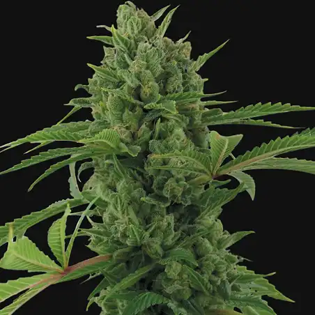 Pineapple Express Barneys Farm 4
