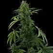 Pineapple Express Barneys Farm 1