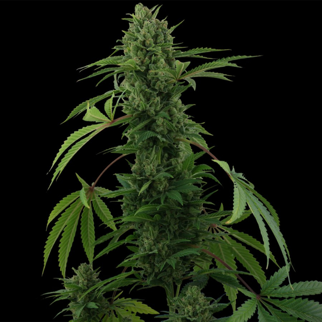 Pineapple Express | Barney's Farm | Autoflowering marijuana Seeds.