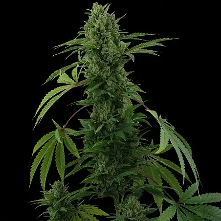 Pineapple Express Barneys Farm 1