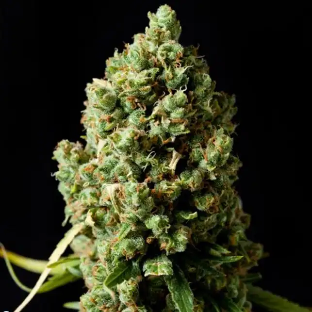 Pineapple Express Barneys Farm 2