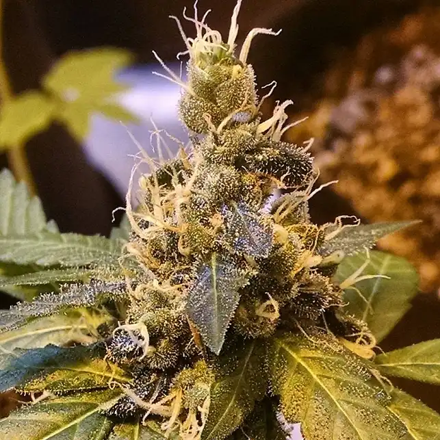 Pineapple Express Barneys Farm 3