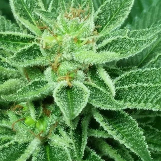 Red Cherry Berry 3