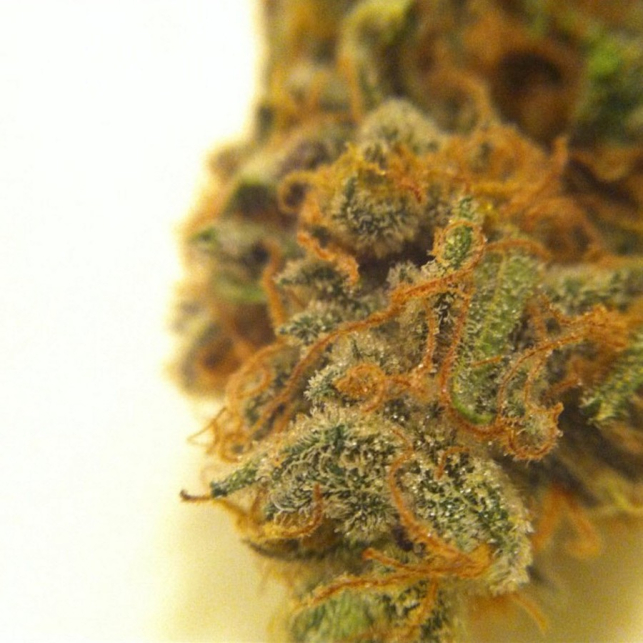 Red Cherry Berry 3