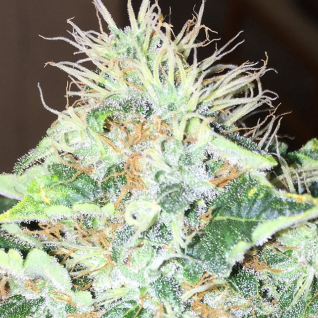 Red Cherry Berry 3