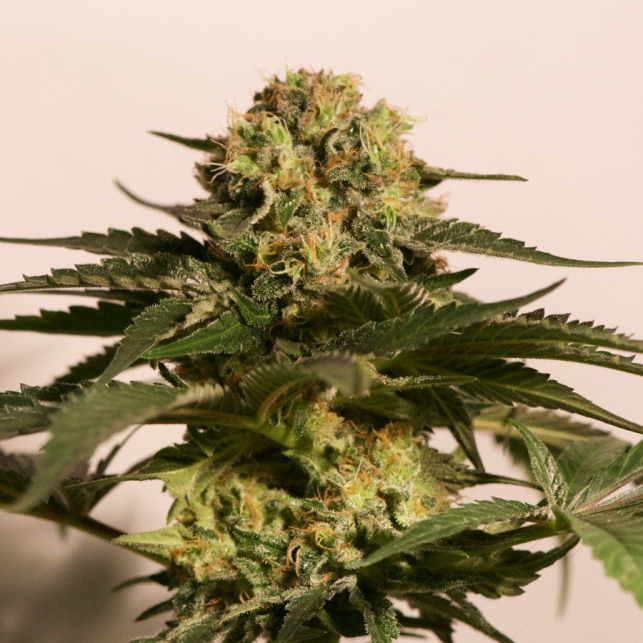 CBD Critical Cure 4