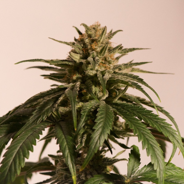 CBD Critical Cure 4