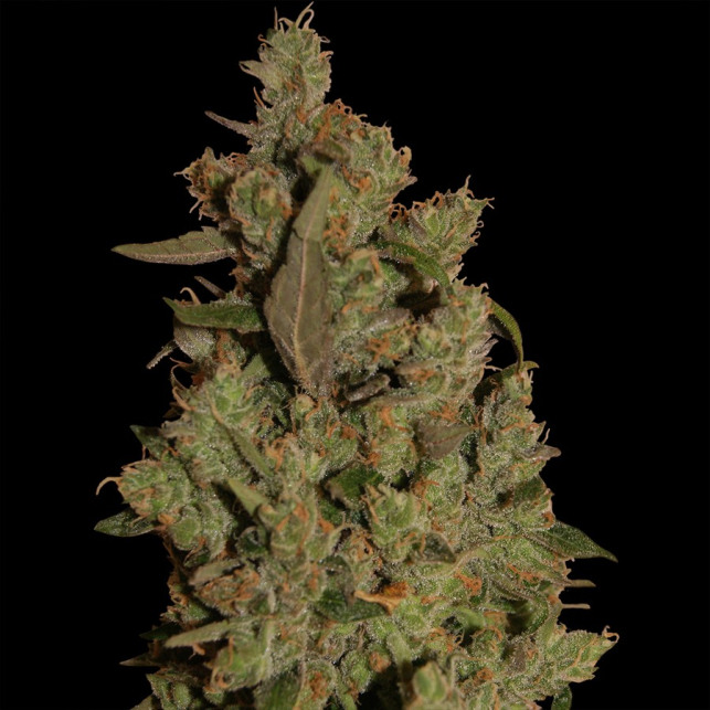 CBD Critical Cure 4