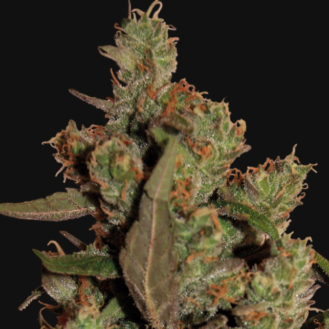 CBD Critical Cure 4