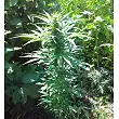 Tangerine Dream Auto - Barneys Farm