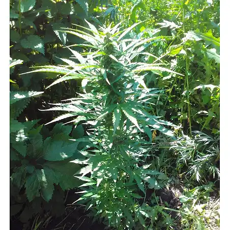 Tangerine Dream Auto - Barneys Farm