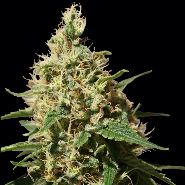Peppermint Kush 2