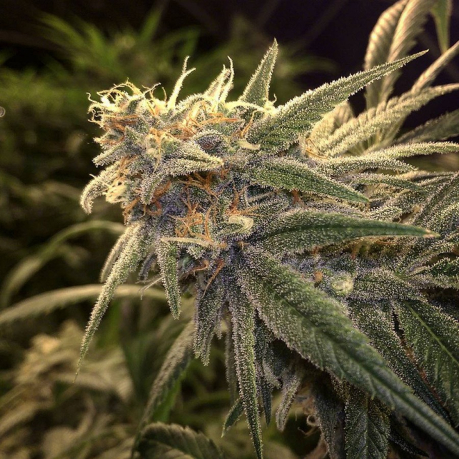 Peppermint Kush 2