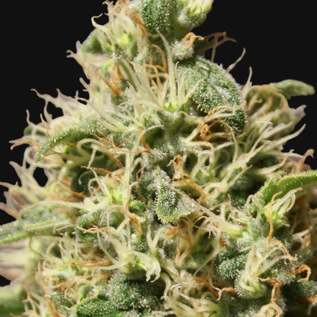 Peppermint Kush 2