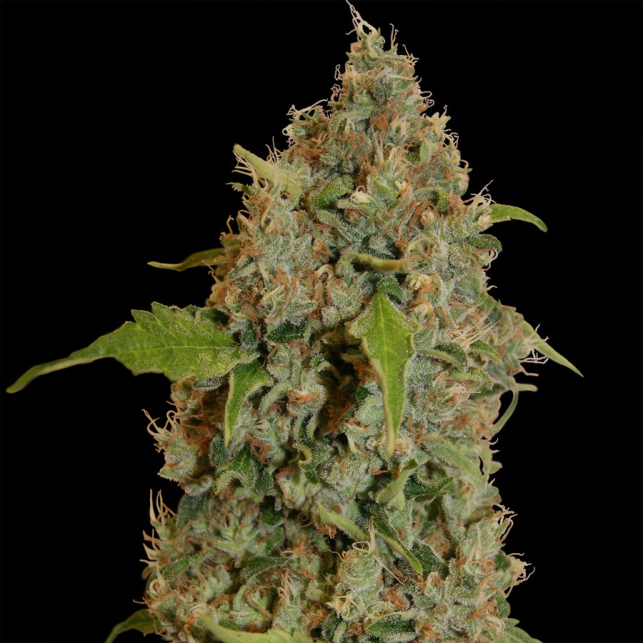 Chronic Thunder 3