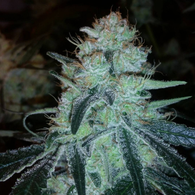 Chronic Thunder 3
