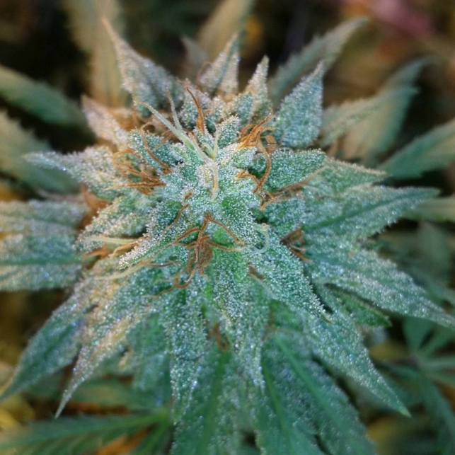 Chronic Thunder 3