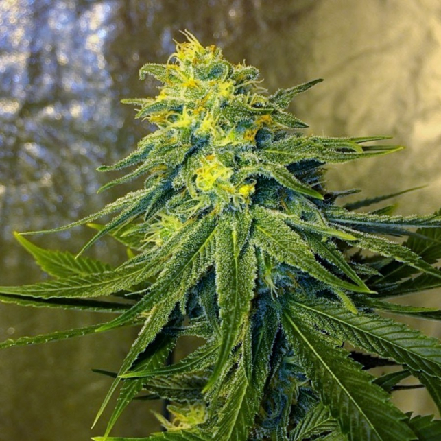 Chronic Thunder 3