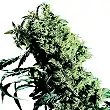 Northern Light  5 X Haze Sensi Seeds Feminized