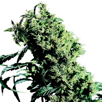 Northern Light  5 X Haze - Sensi Seeds