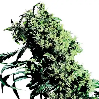 Northern Light  5 X Haze Sensi Seeds Feminized
