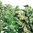 Feminized Mix - Sensi Seeds