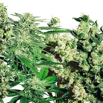 Feminized Mix - Sensi Seeds