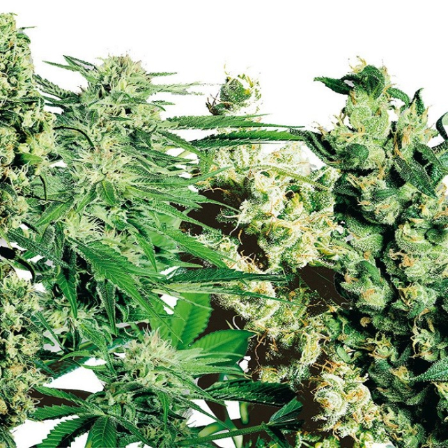 Feminized Mix