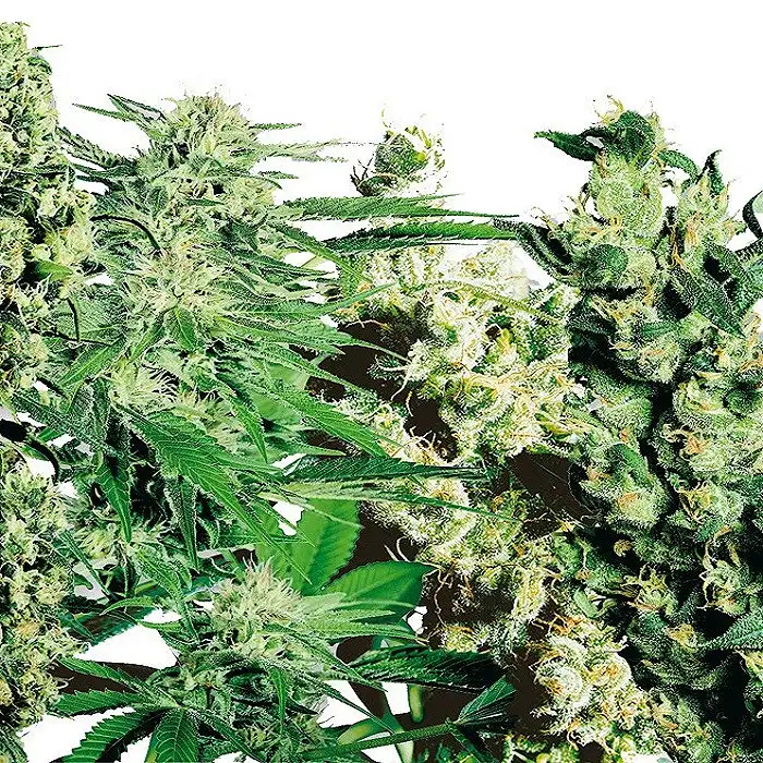 Feminized Mix - Sensi Seeds