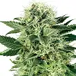 Northern Lights® Sensi Seeds Feminizada