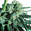 Sensi Skunk Regular - Sensi Seeds