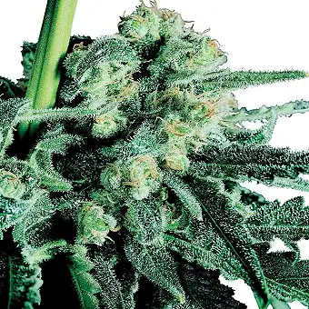 Sensi Skunk Regular - Sensi Seeds
