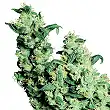Jack Herer® Regular - Sensi Seeds
