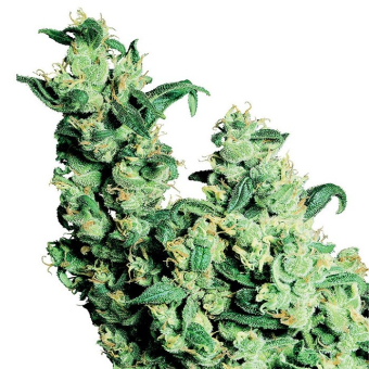 Jack Herer® Régulier