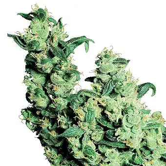 Jack Herer® Regular - Sensi Seeds