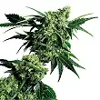 Mr. Nice G13 X Hash Plant® - Sensi Seeds