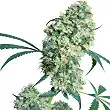 Ed Rosenthal Super Bud® Regular - Sensi Seeds