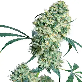 Ed Rosenthal Super Bud® Regular - Sensi Seeds