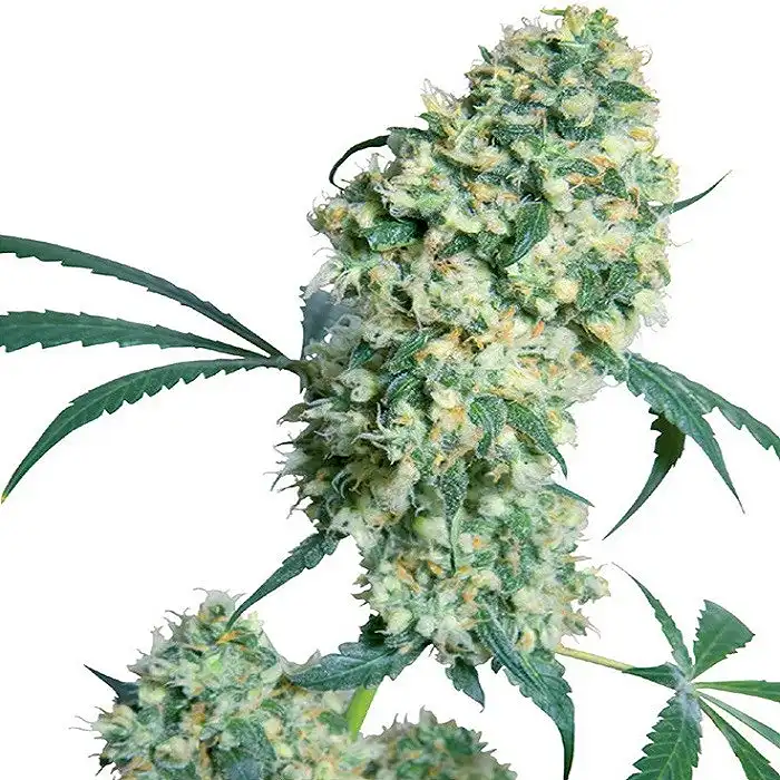 Ed Rosenthal Super Bud® Regular - Sensi Seeds