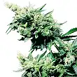 Hash Plant® - Sensi Seeds