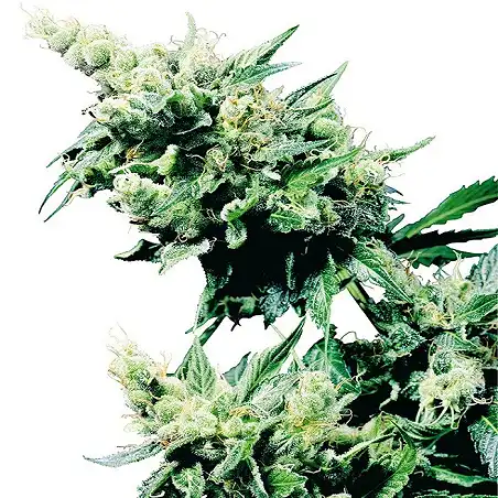 Hash Plant® - Sensi Seeds
