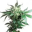 Black Domina® - Sensi Seeds